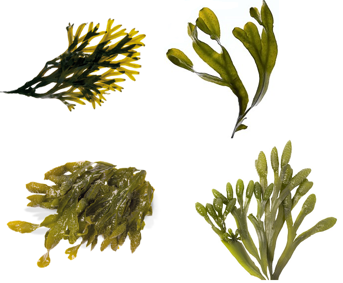 Fruit and Veggie Detox -Seaweed